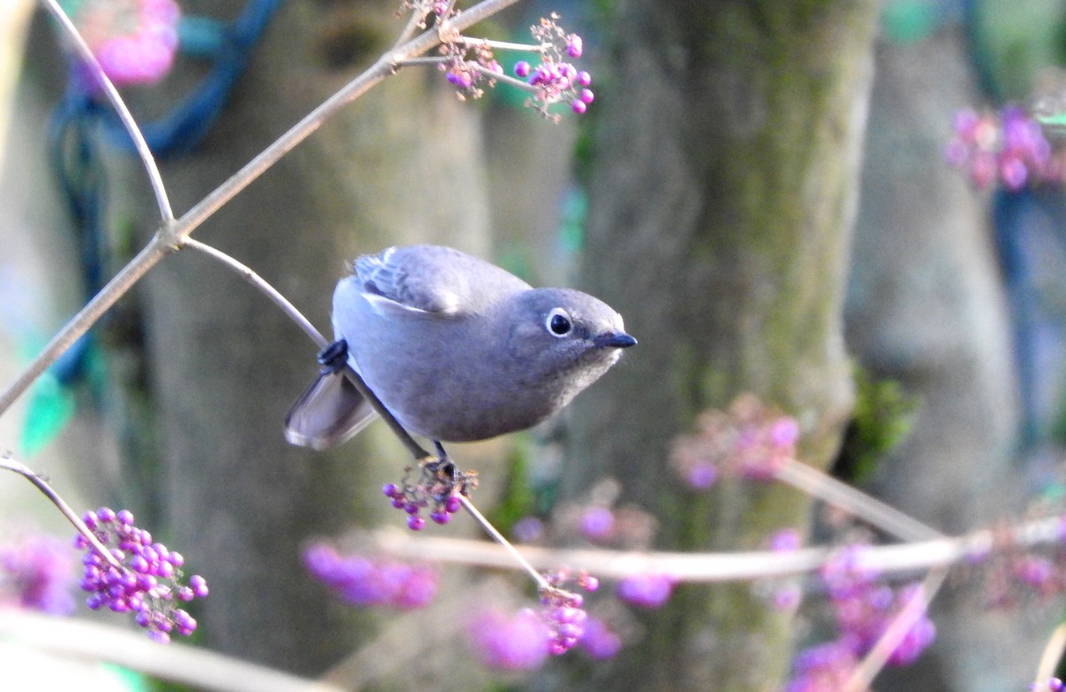 Townsend's Solitaire - ML80120461