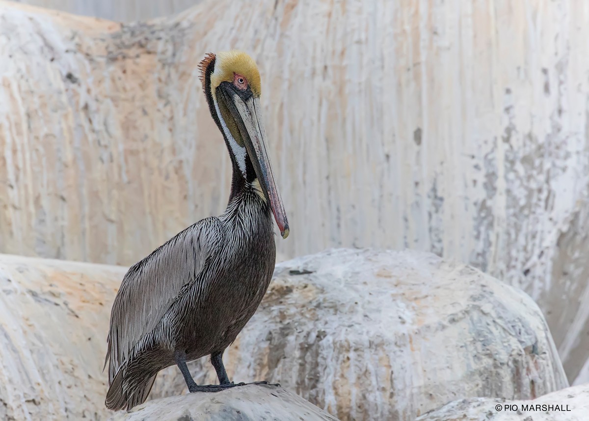 Brown Pelican - ML80120891