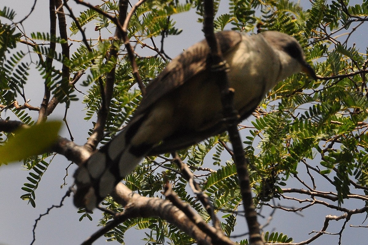 Mangrove Cuckoo - Barbara Peck