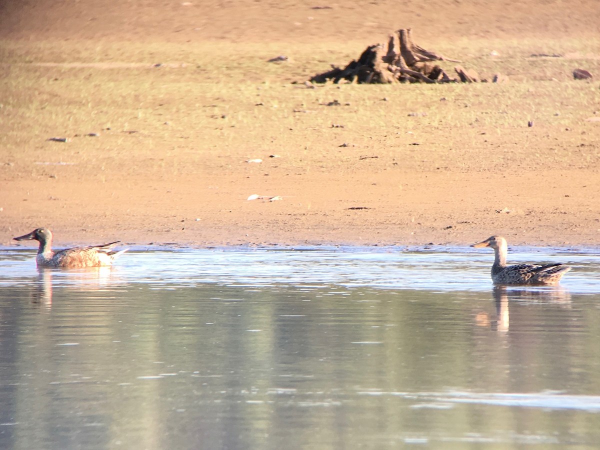 Northern Shoveler - ML80121651