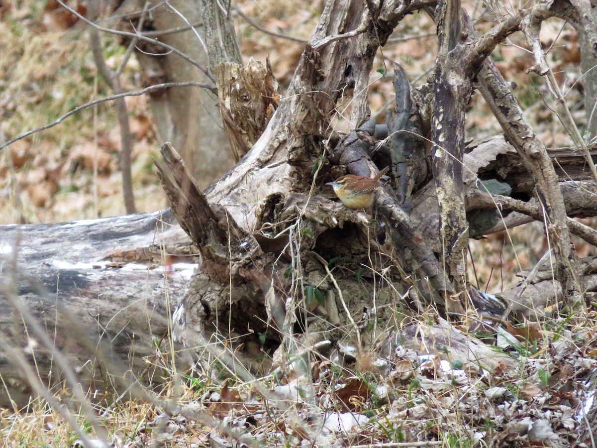 Carolina Wren - ML80121851