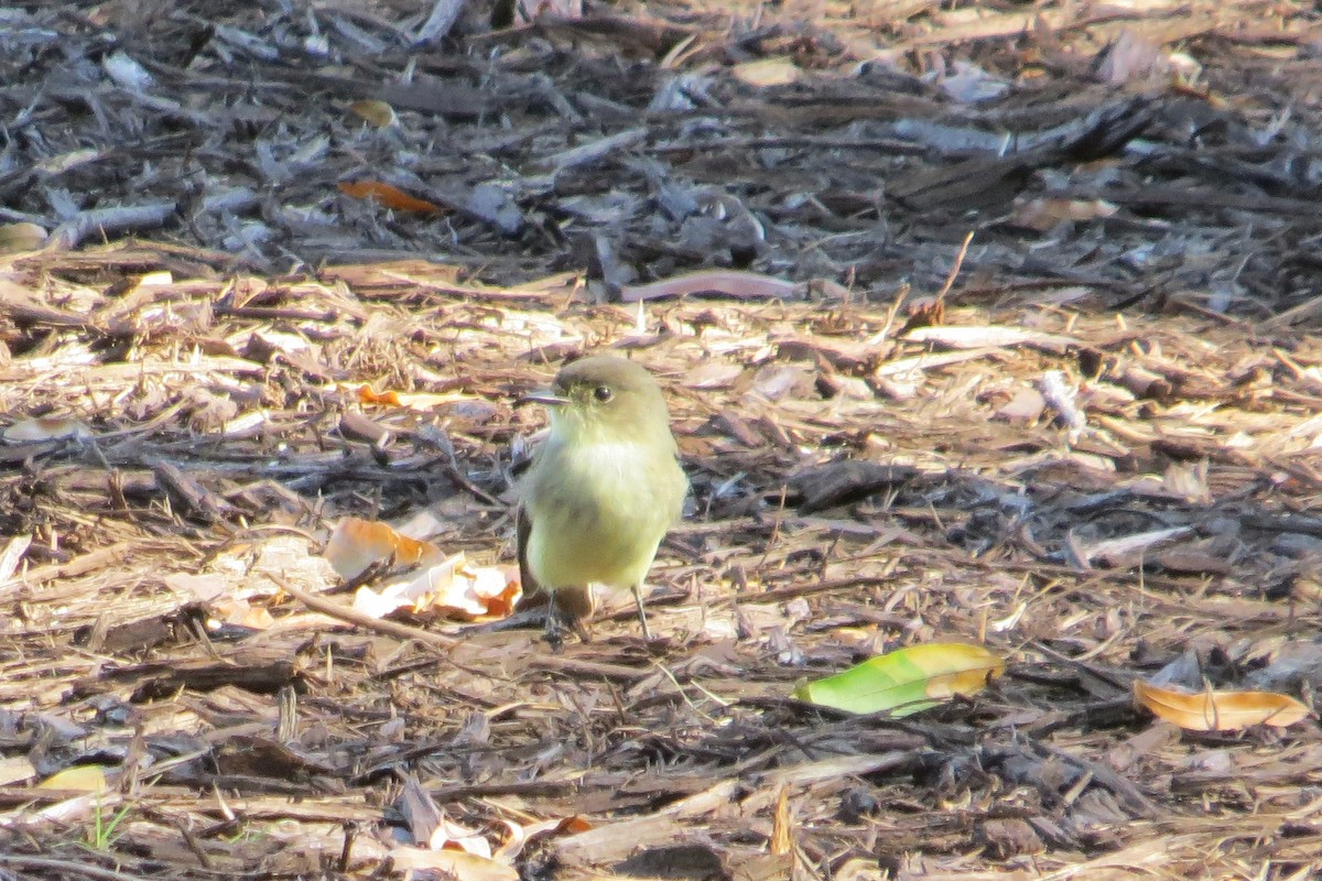 Eastern Phoebe - ML80122291