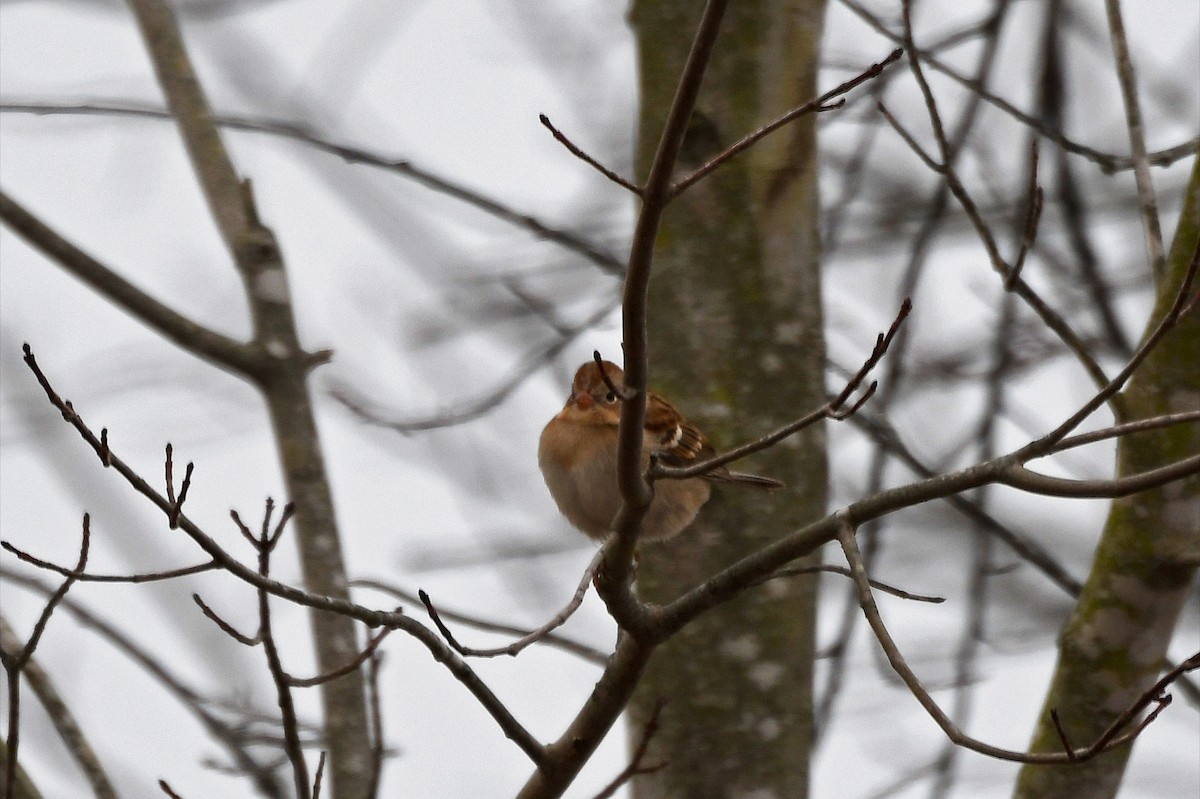 Field Sparrow - ML80122491