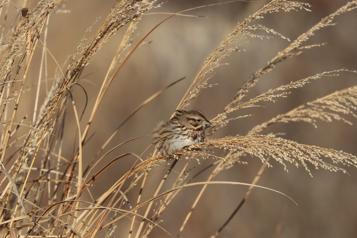 Song Sparrow - ML80123171