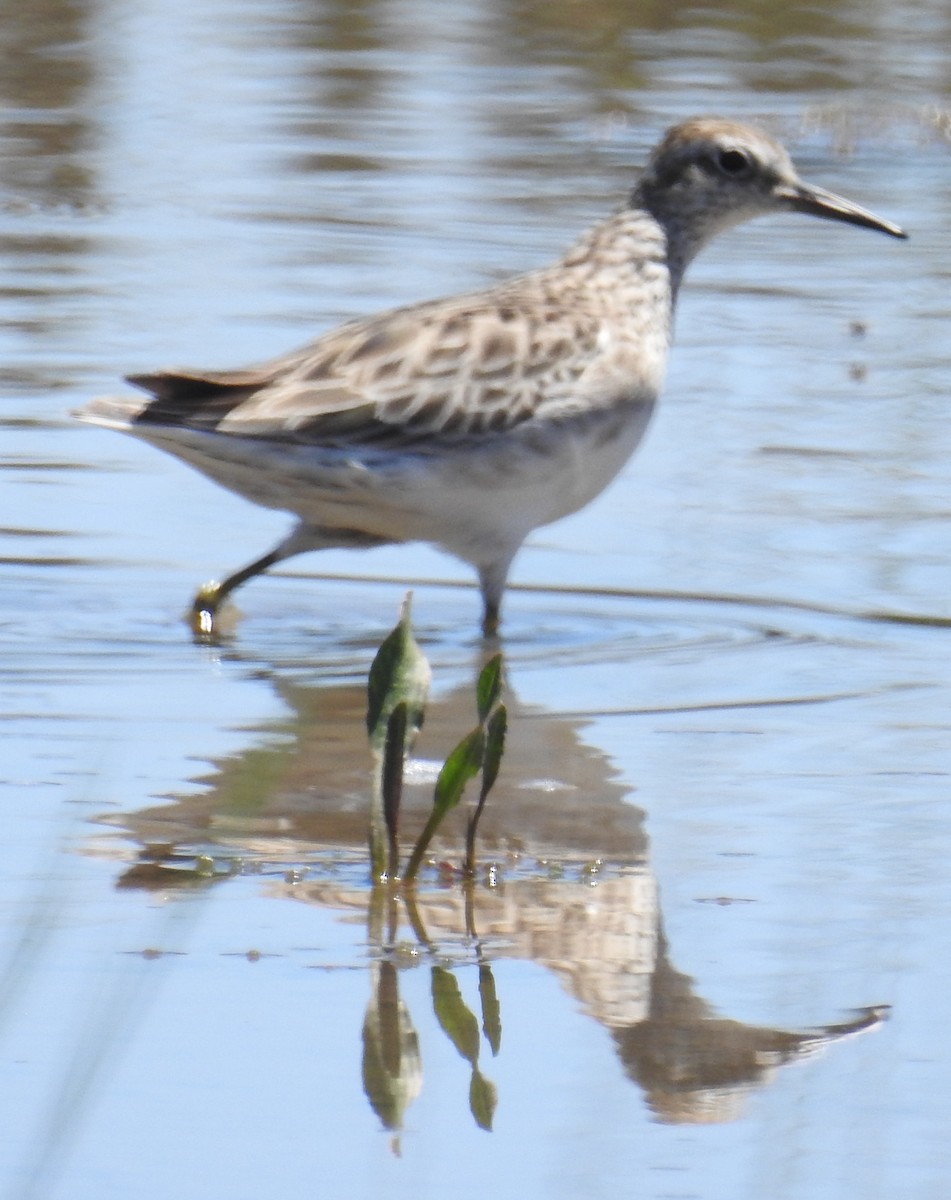 Sharp-tailed Sandpiper - ML80123961