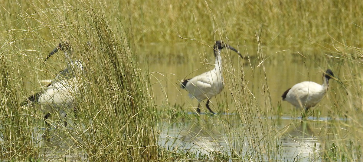 Australian Ibis - ML80124671