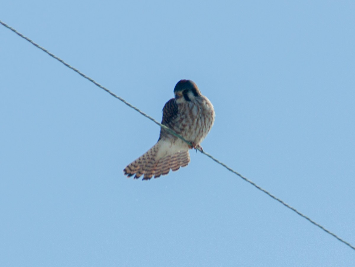 American Kestrel - ML80129211