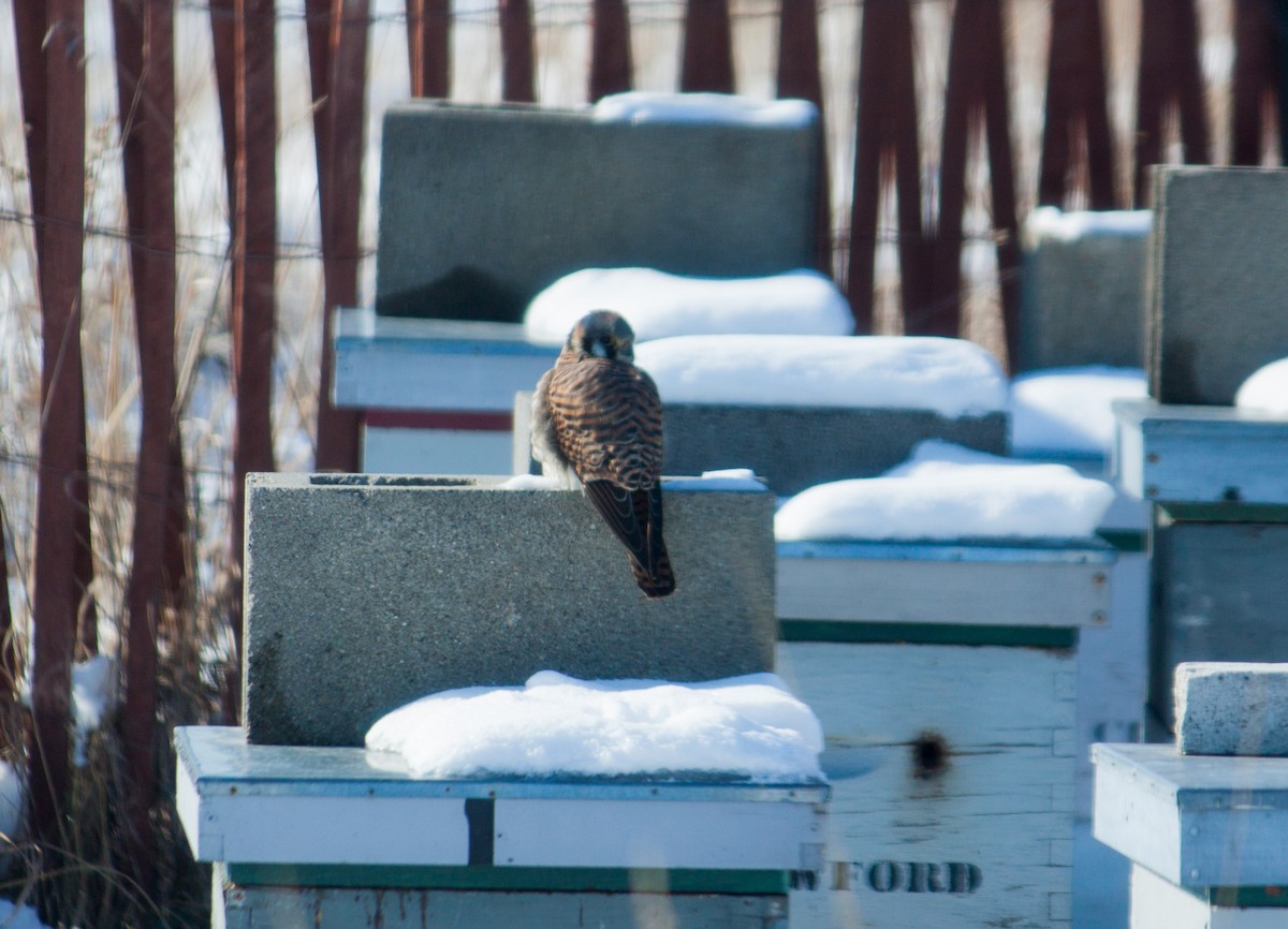 American Kestrel - ML80129261