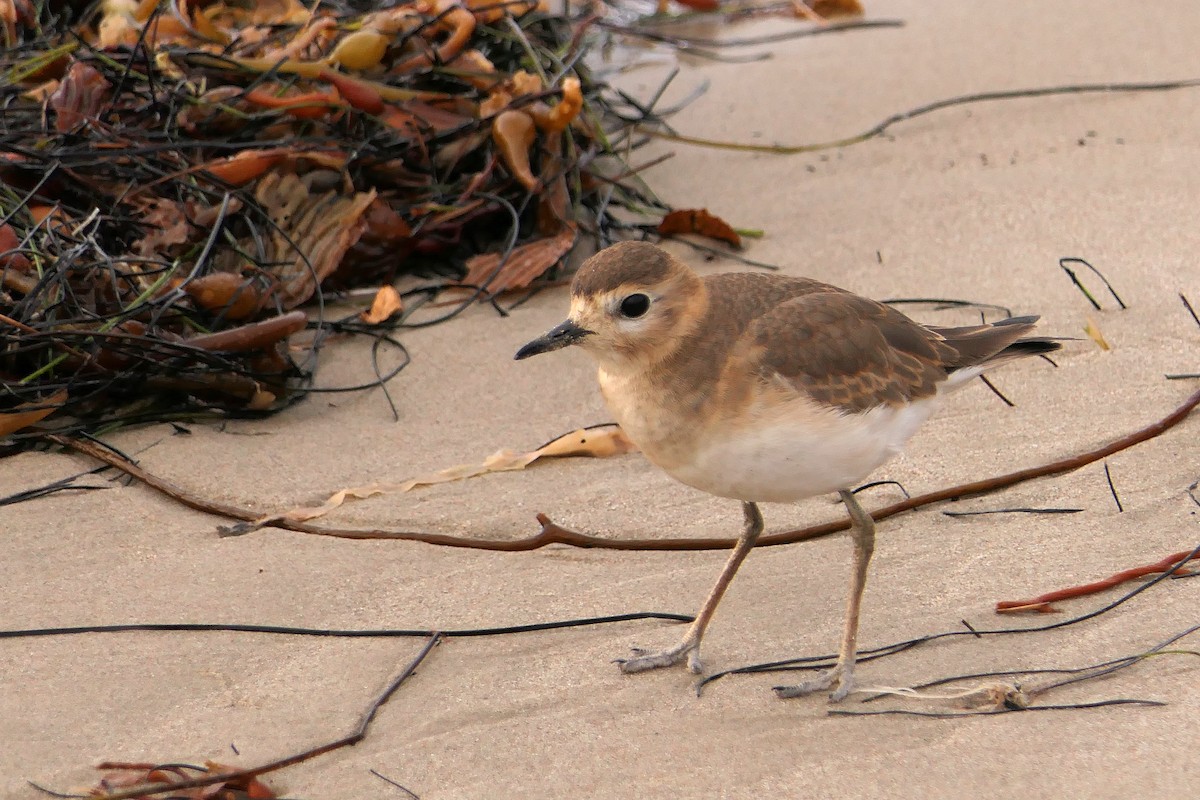 Mountain Plover - Robert Hamilton