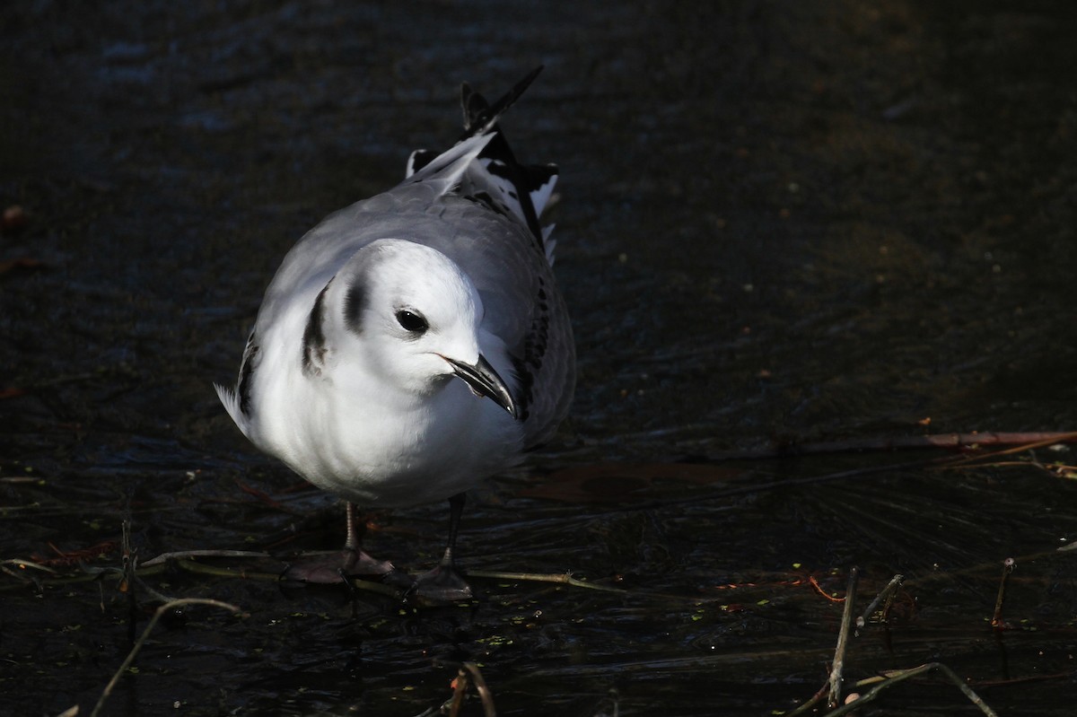 Black-legged Kittiwake - ML80133051