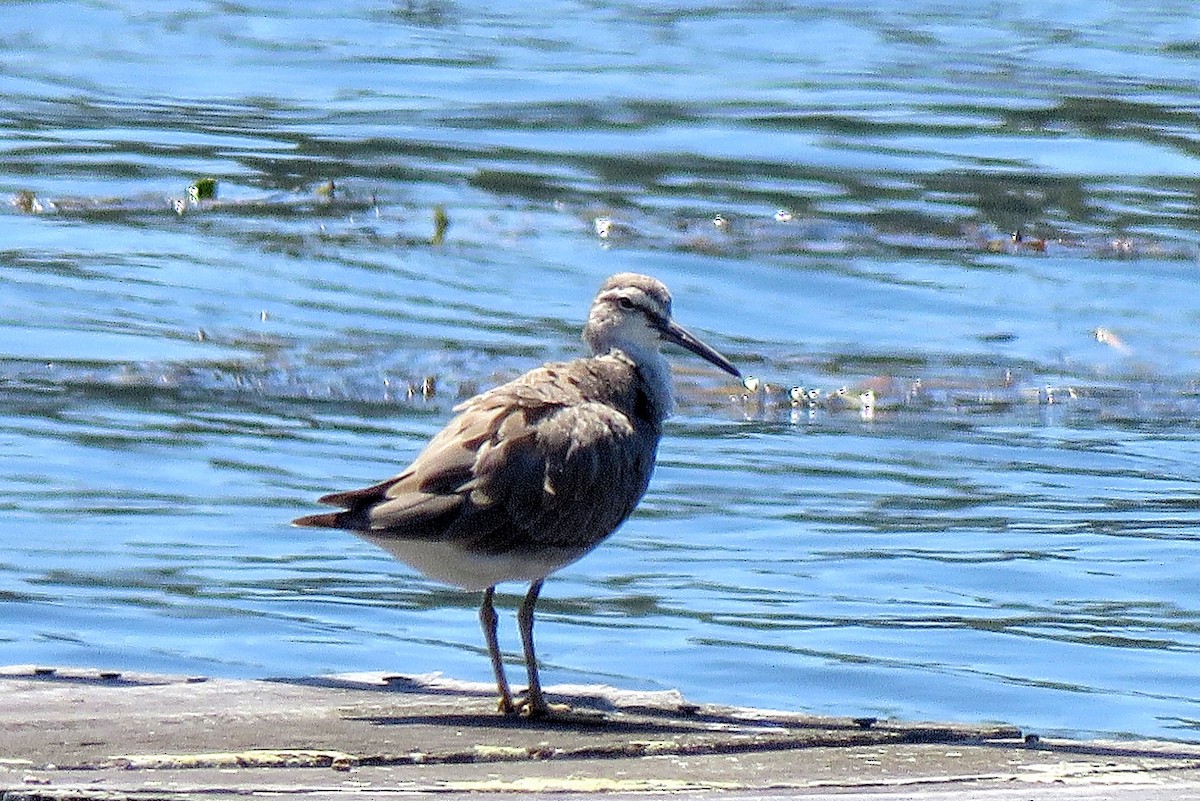 Gray-tailed Tattler - ML80133391