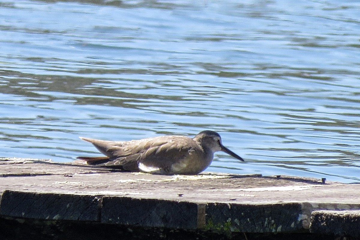 Gray-tailed Tattler - ML80133601