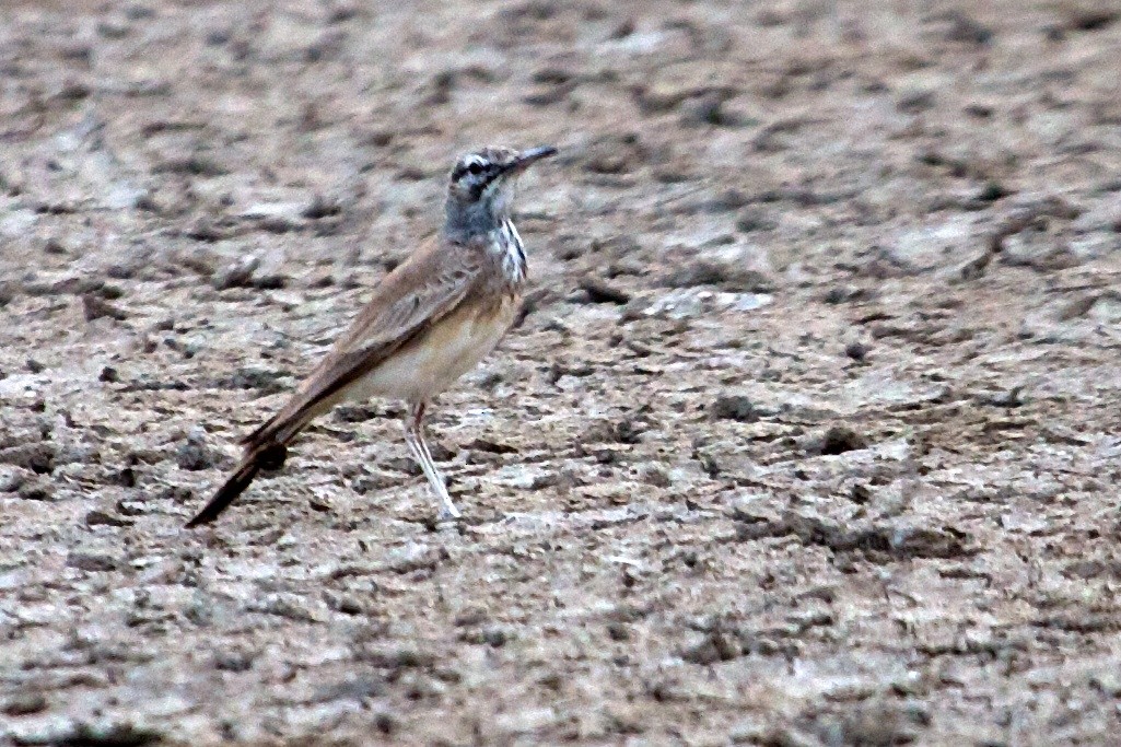 Greater Hoopoe-Lark - ML80134791