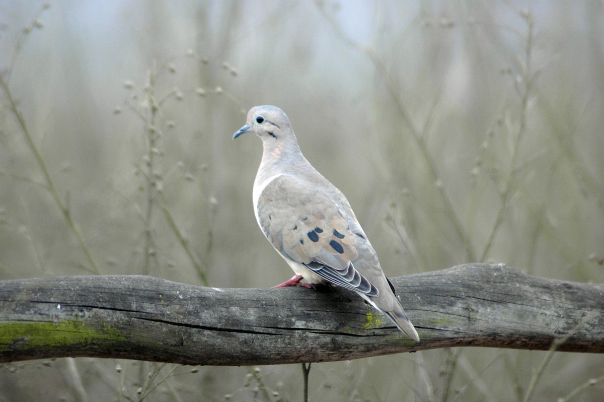 Eared Dove - ML80140591