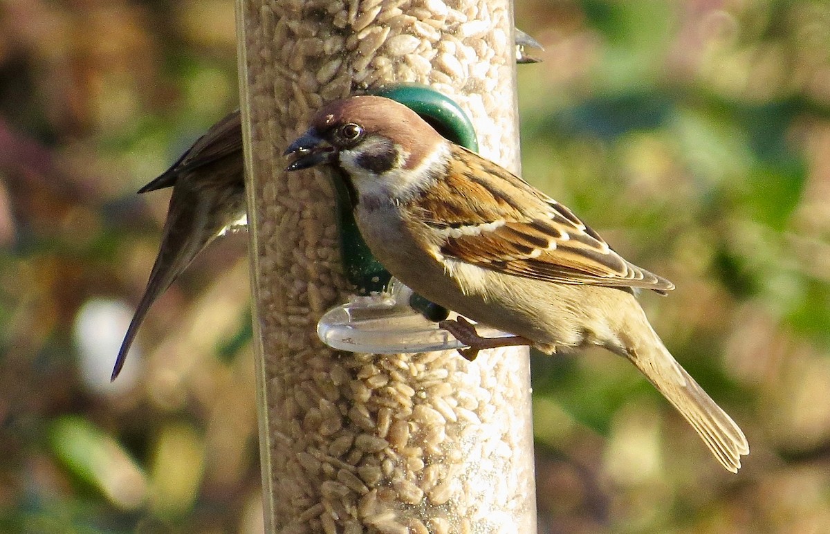 Eurasian Tree Sparrow - ML80140881