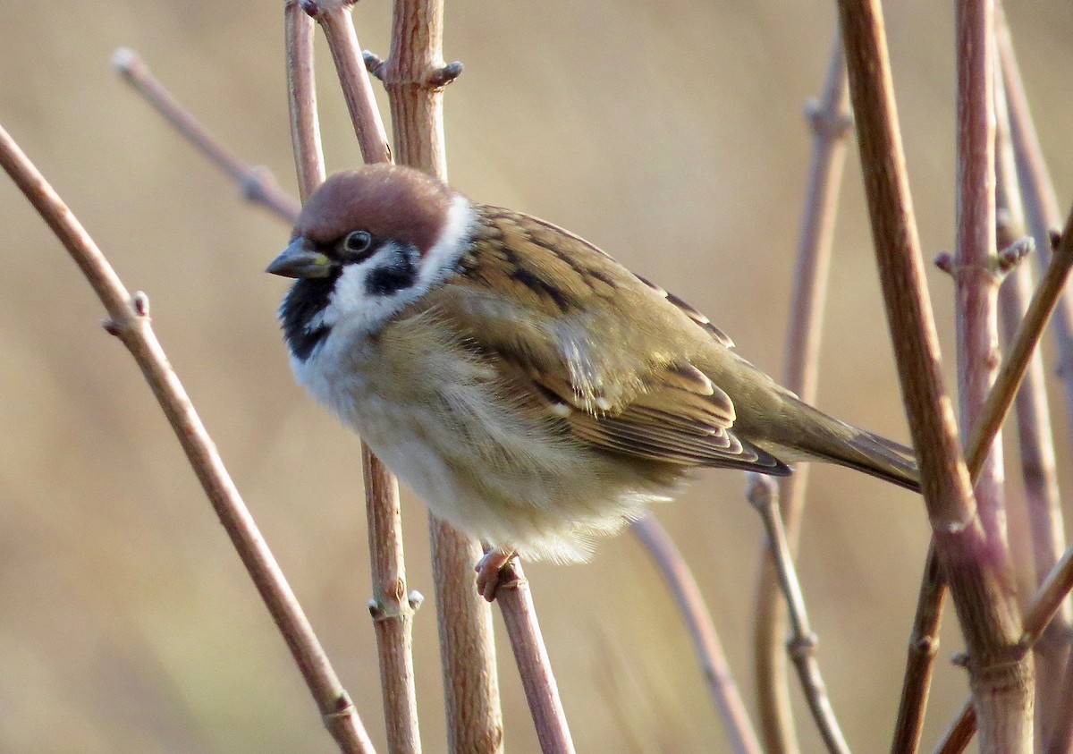 Eurasian Tree Sparrow - ML80140891