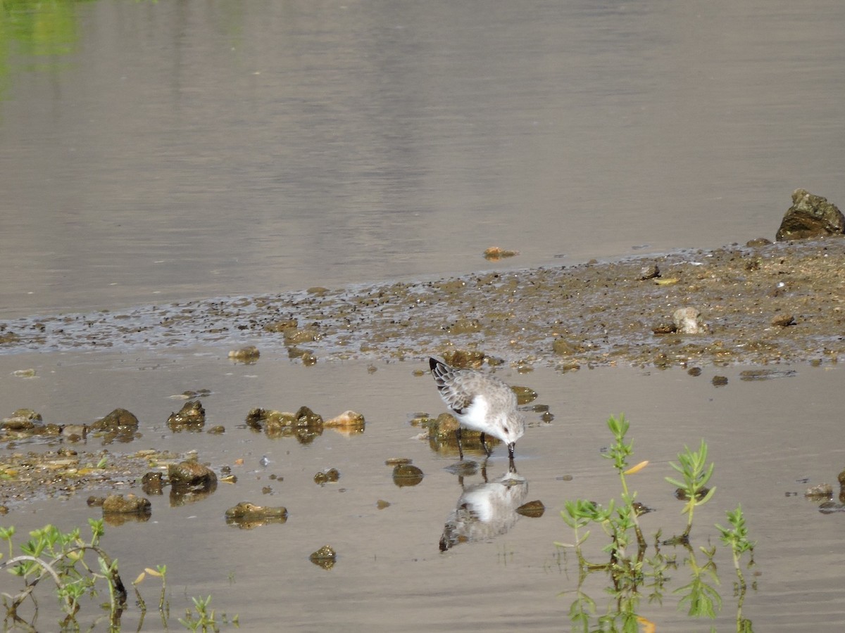 Sanderling - Usha Tatini