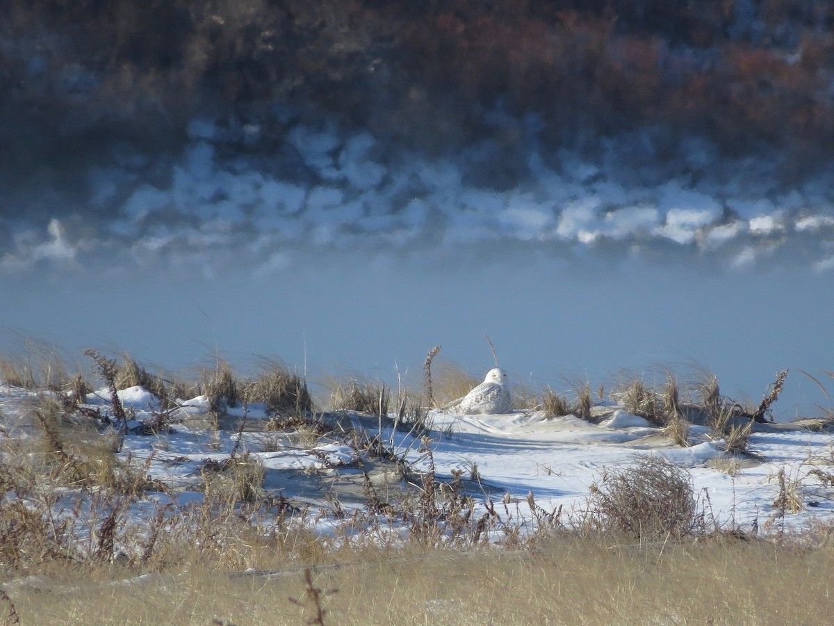 Snowy Owl - Marjorie Watson