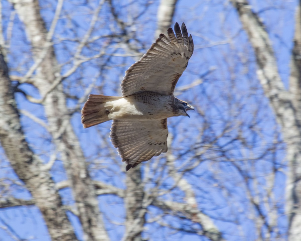 Red-tailed Hawk - Christopher Stapleton