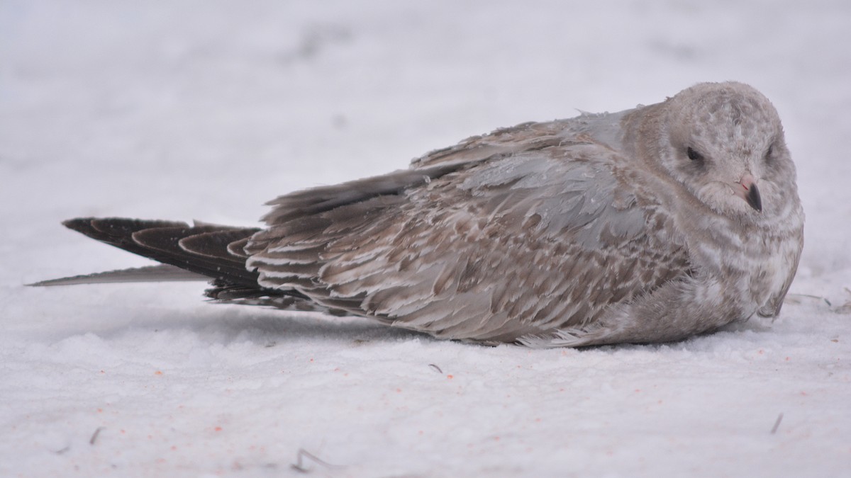 Short-billed Gull - ML80145391