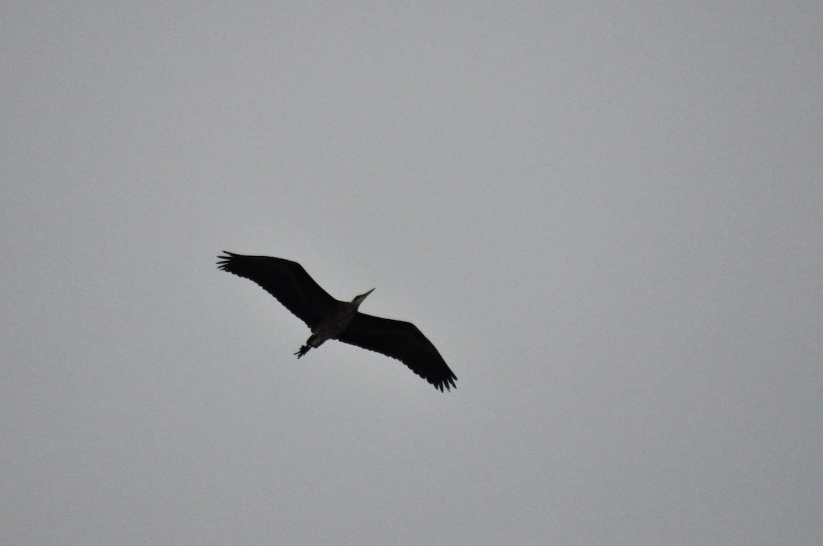 Great Blue Heron - ML80146551