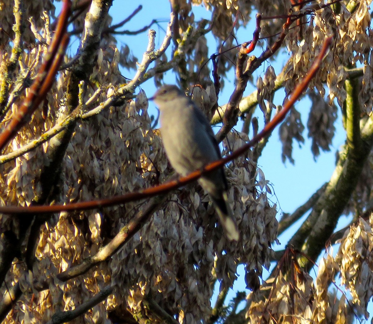 Townsend's Solitaire - ML80147851