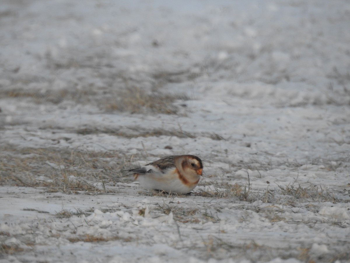 Snow Bunting - ML80150081