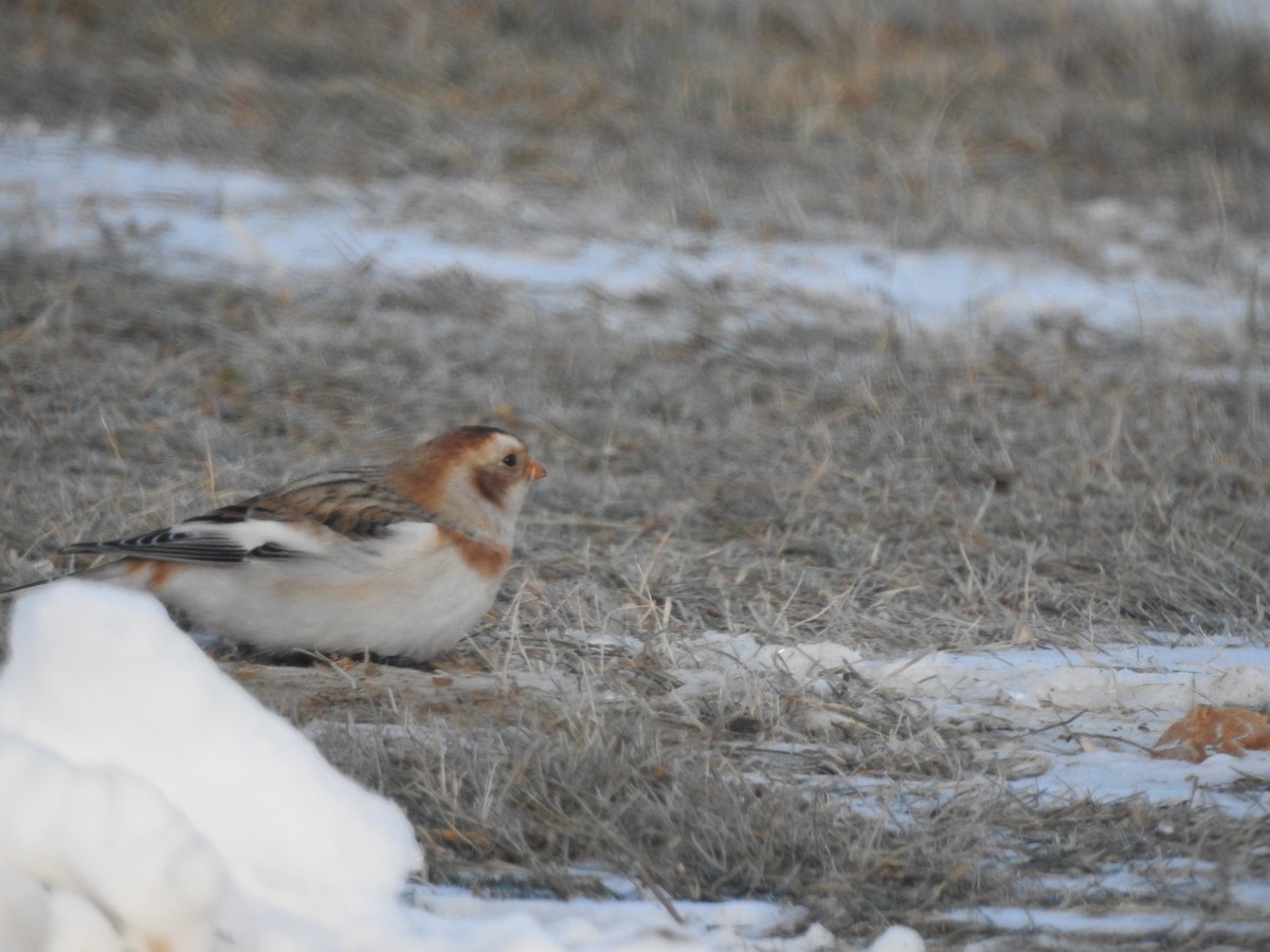 Snow Bunting - ML80150091