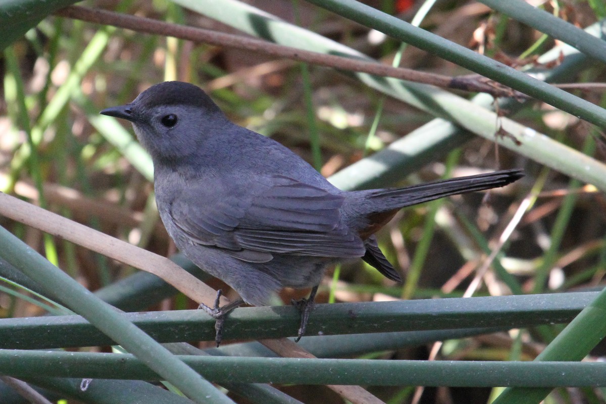 Gray Catbird - Jamie Chavez