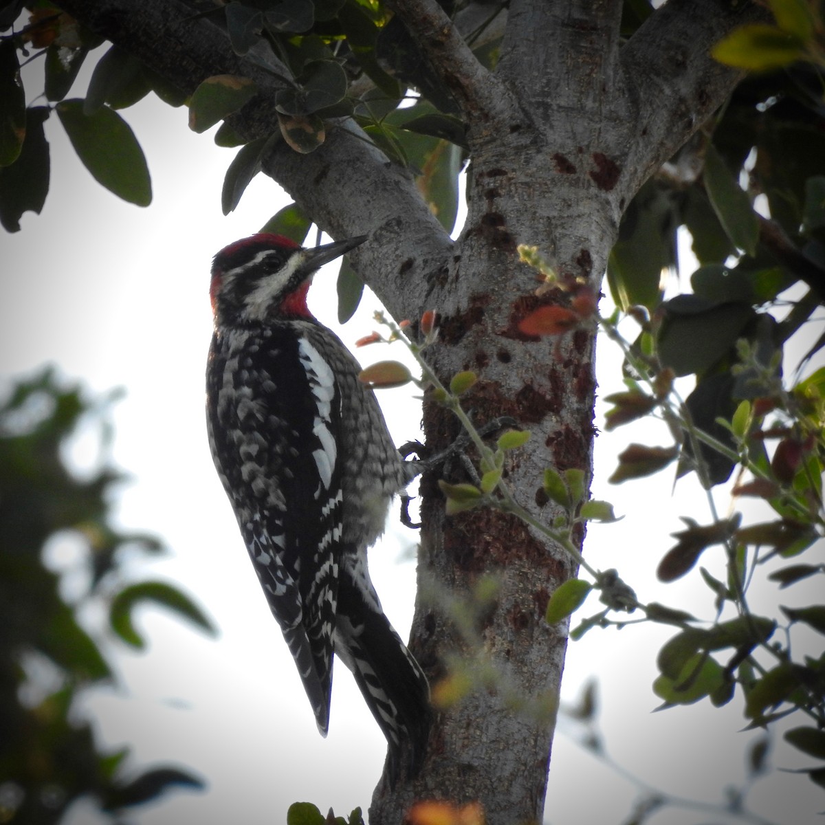 Red-naped Sapsucker - Curtis Smith
