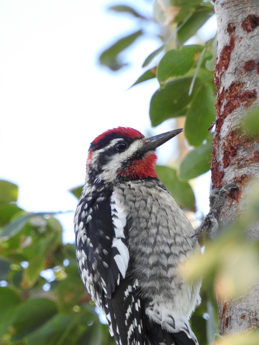 Red-naped Sapsucker - Curtis Smith
