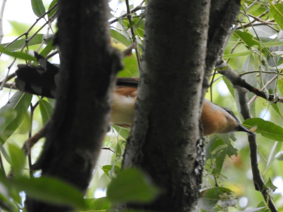 Dark-billed Cuckoo - ML80152261