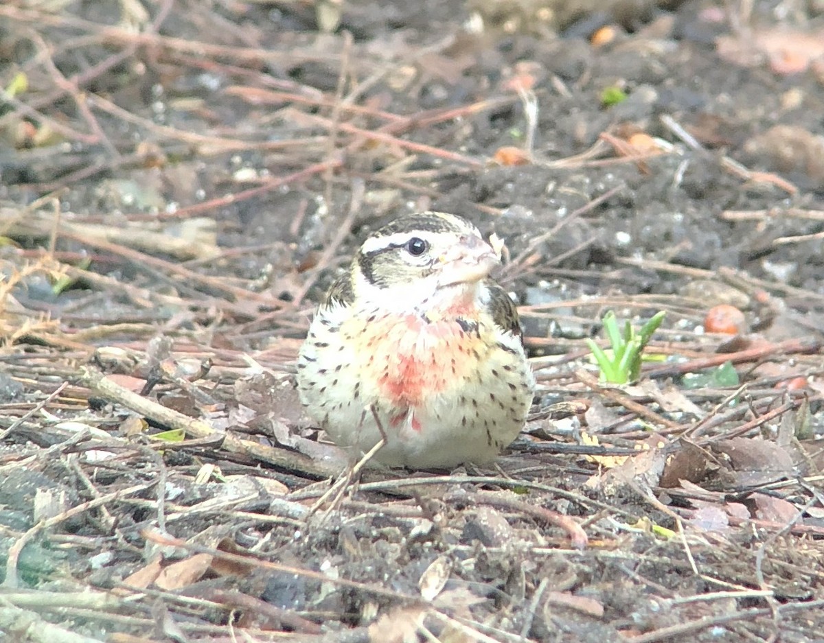 Rose-breasted Grosbeak - ML80153291