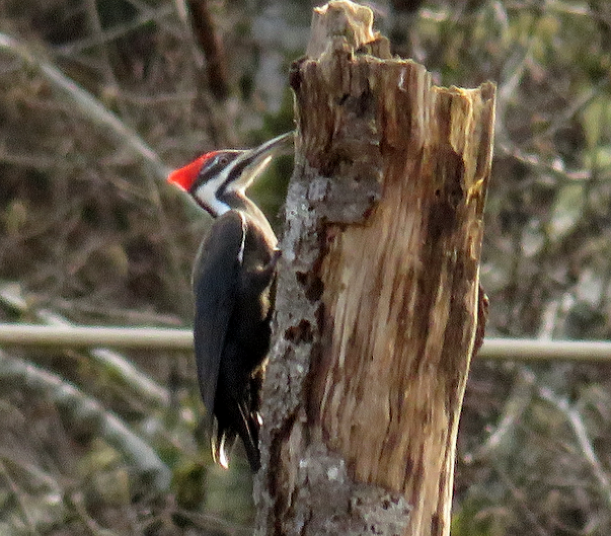 Pileated Woodpecker - ML80155031