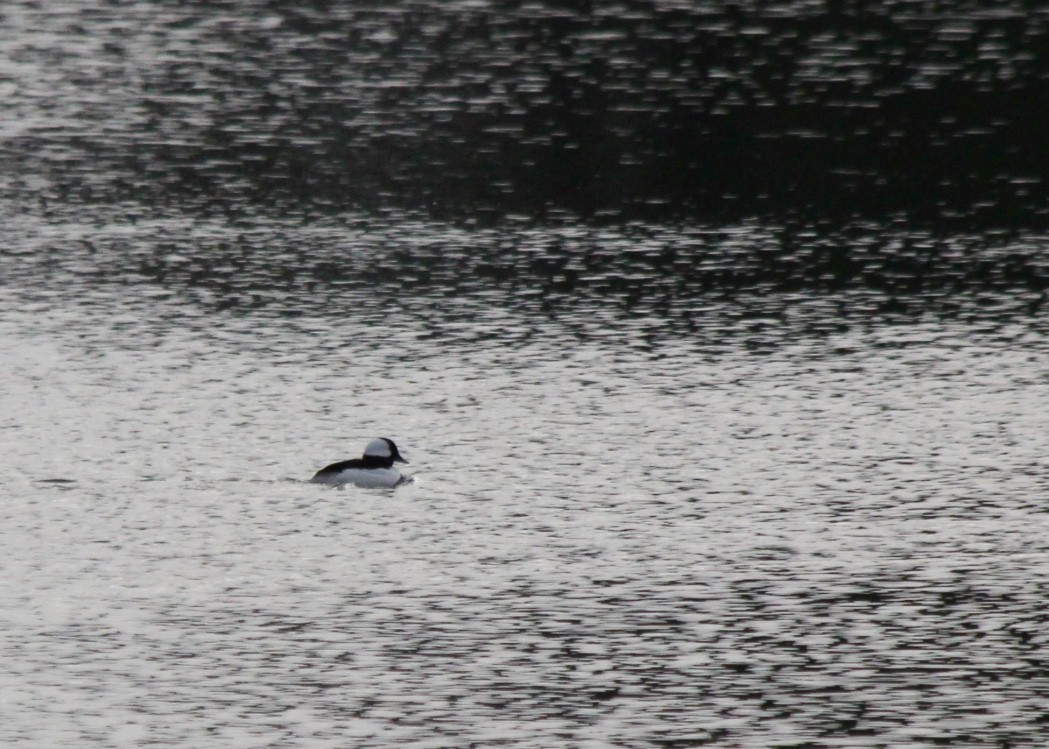 Bufflehead - JoAnn Dalley