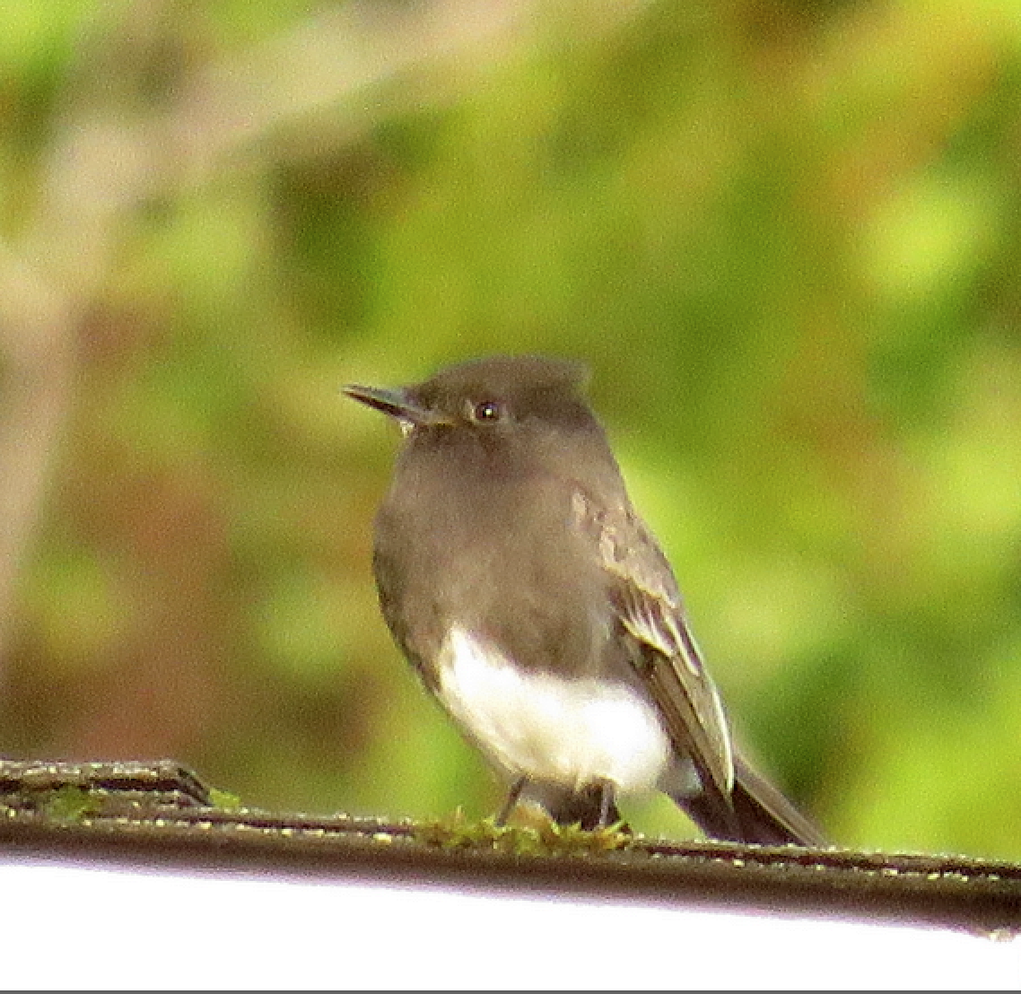 Black Phoebe - ML80155141