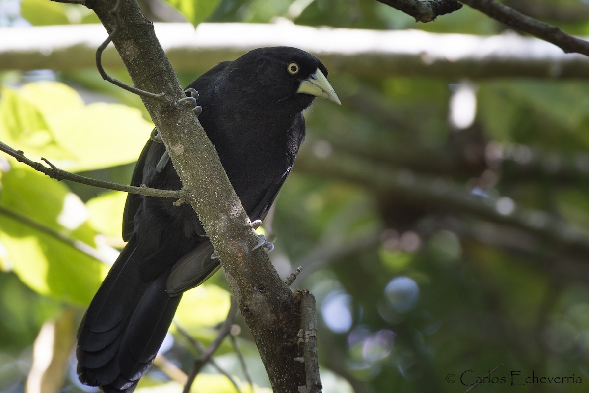 Yellow-billed Cacique - ML80156381