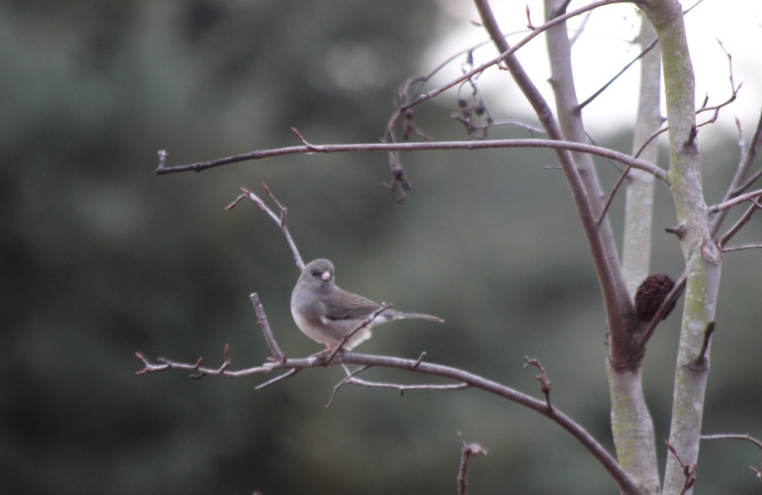 Dark-eyed Junco (Slate-colored) - ML80156561