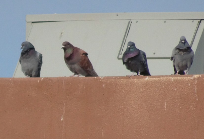 Rock Pigeon (Feral Pigeon) - ML80156741