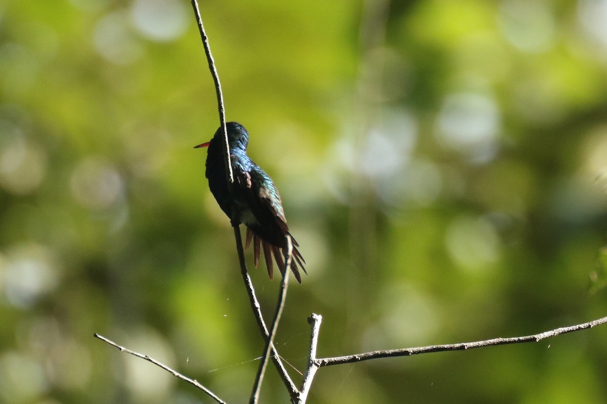 Violet-bellied Hummingbird - Andrew E and Rebecca A Steinmann