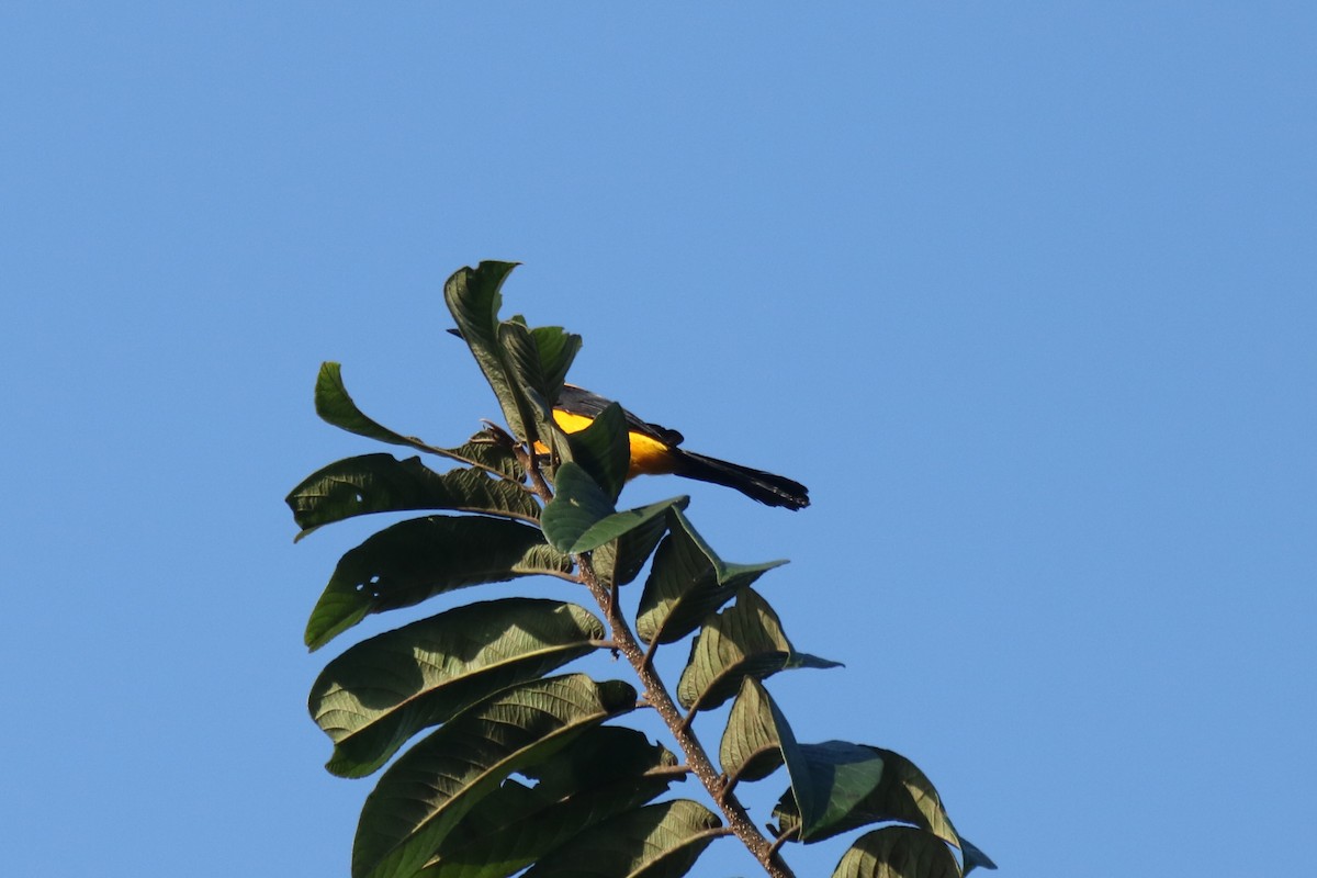 Turpial Dorsidorado - ML80157181