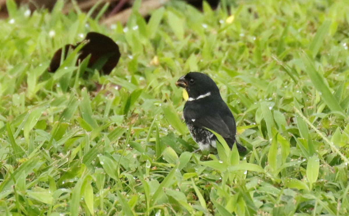 Variable Seedeater - Andrew E and Rebecca A Steinmann