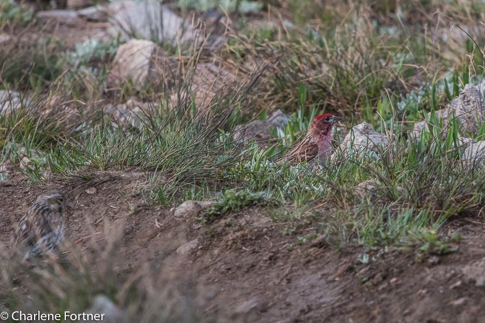 Cassin's Finch - ML80157521