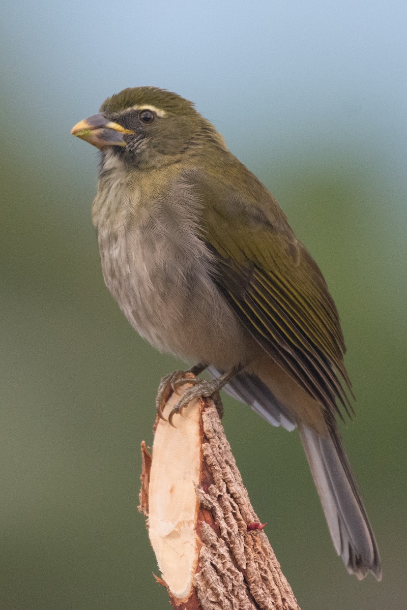 Lesser Antillean Saltator - Heidi Franklin