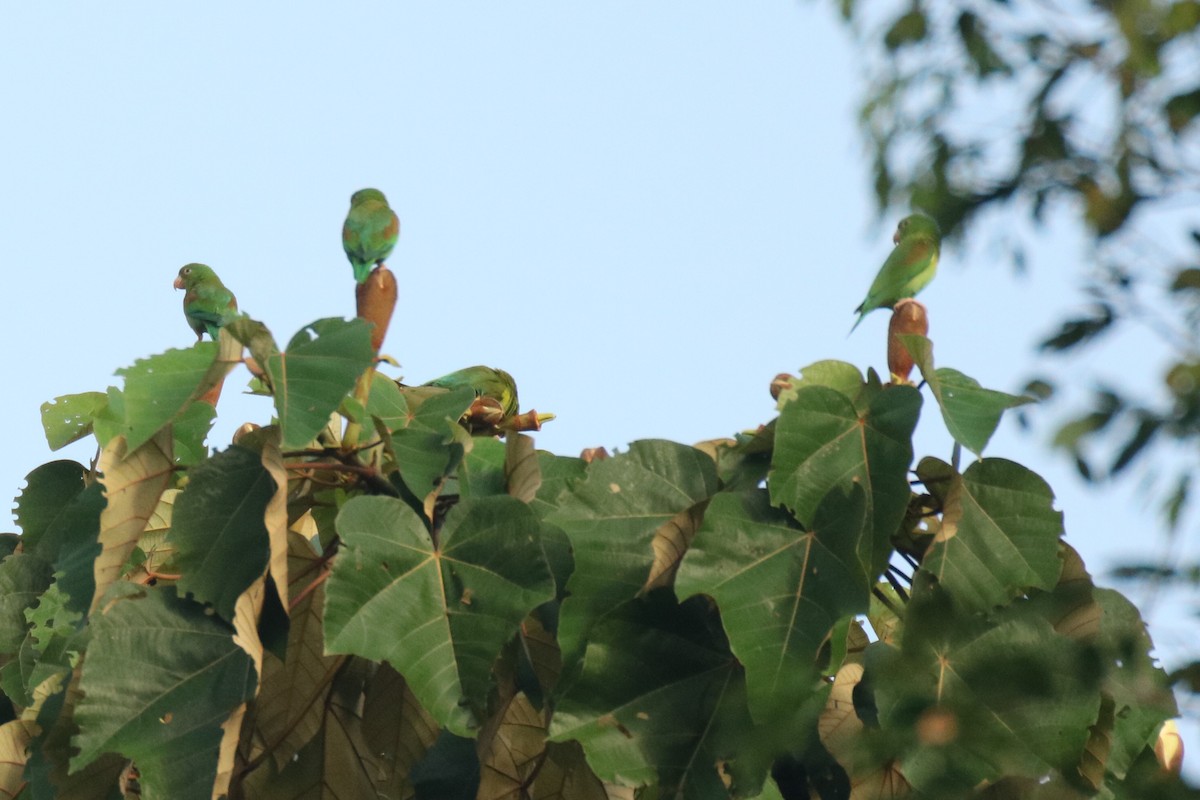 Orange-chinned Parakeet - ML80158001