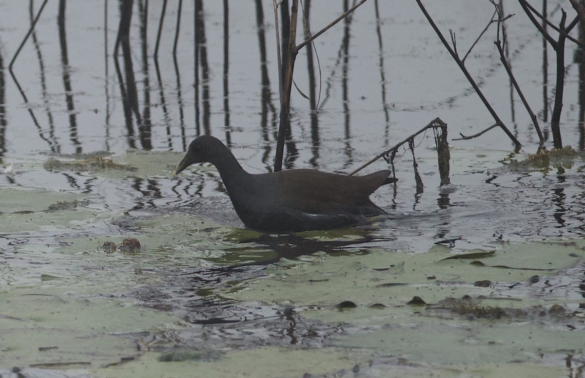 Common Gallinule - ML80165111