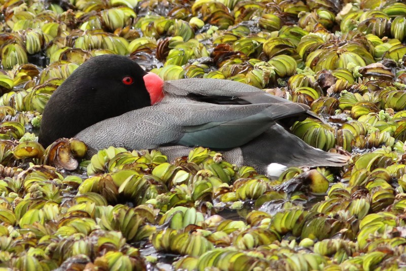 Rosy-billed Pochard - ML80167491