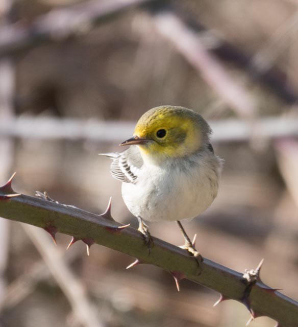 Hermit Warbler - ML80167561