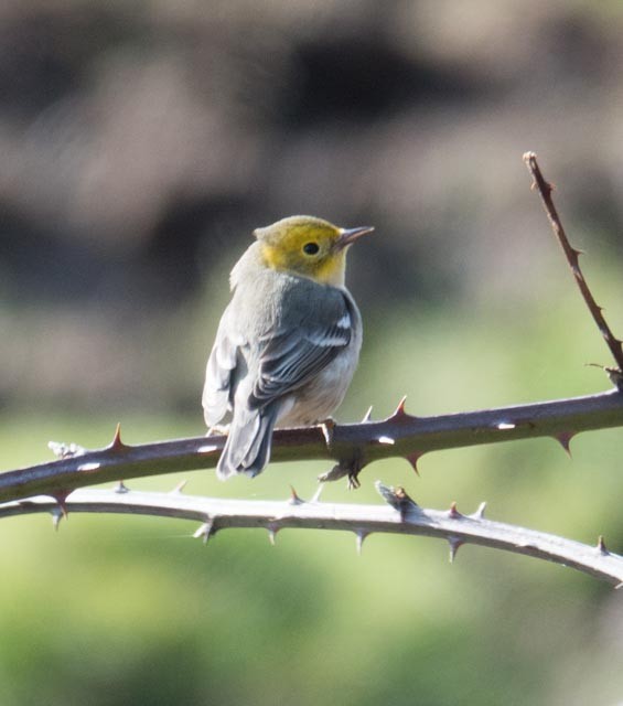 Hermit Warbler - ML80167571