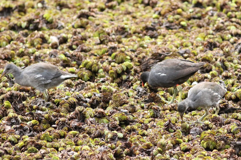 Common Gallinule - ML80167731